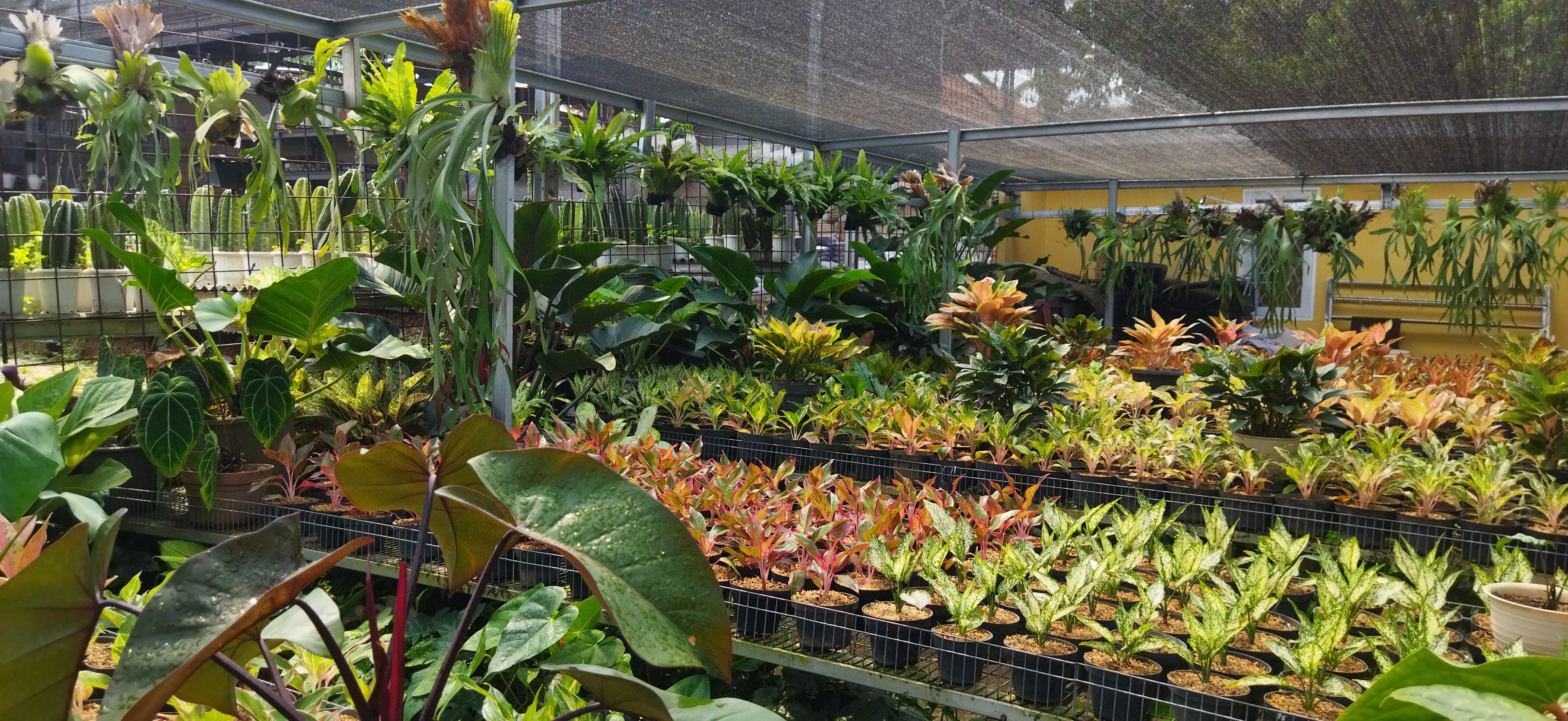 Dunia Aglonema