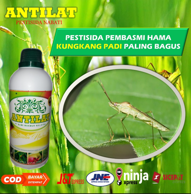 Antilat